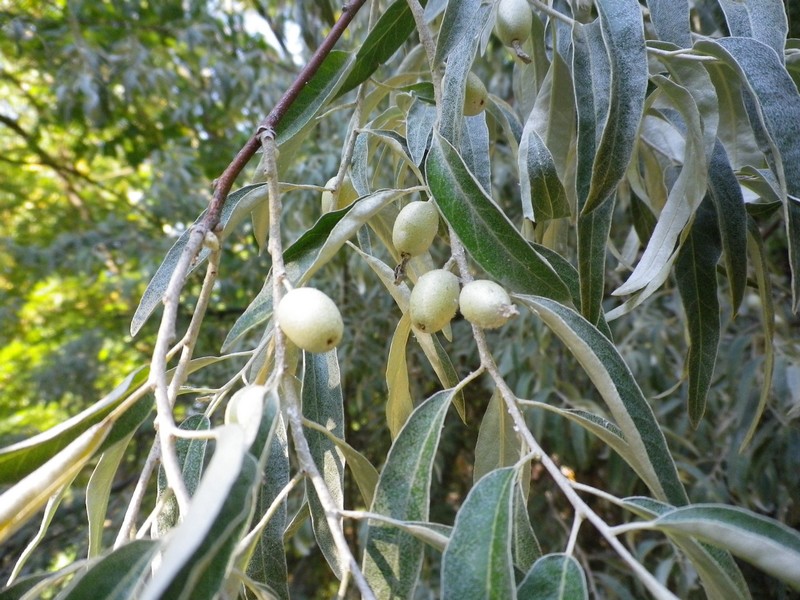 Elaeagnus angustifolia / Olivagno